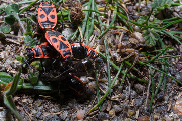 Macro shot of red firebugs or pyrrhocoris apterus reproduction among green grass and brown spider mimicry.