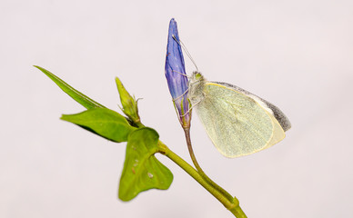 farfalla