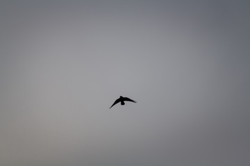 Black crow flying on dark grey sky in winter