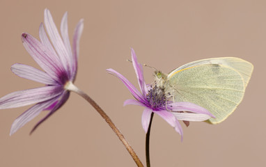 farfalla
