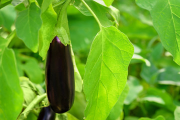 Eggplant Growing Branch Leaf Green. Fresh growing juicy eggplant on branch. Eggplant grow in...