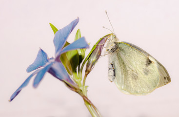 farfalla