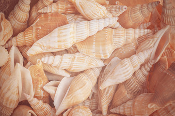 Background from exotic shells. Concept group of sea shells.Sea mollusks close-up. Seashells background. Top view close up of mollusk.Texture of shells top view.