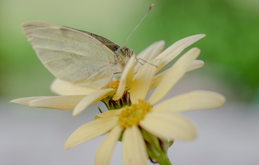 farfalla