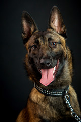 Beautiful young police dog
