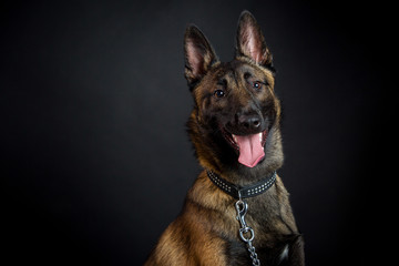 Beautiful police dog
