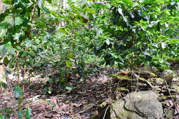 Coffee tree in forest.