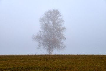 Fototapeta premium Autumn fog in Lithuania.