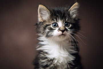 Beautiful little Kitten, very furry