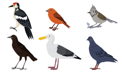 Fototapeta premium Different kinds of city birds vector illustration