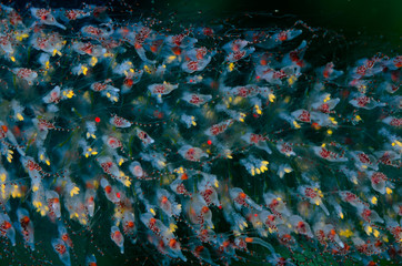Fototapeta na wymiar forskalia idrozoi creatura marina