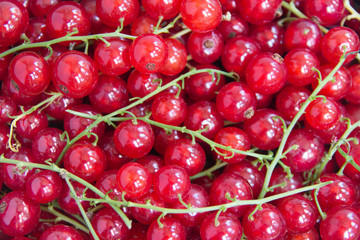 Red currants in full frame as background