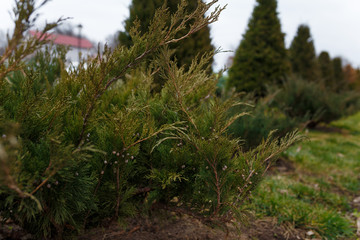 Coniferous bushes or juniper growing outside.