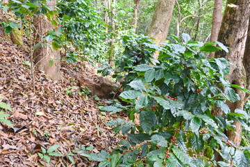 Fototapeta premium Coffee tree in forest.