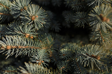 Naklejka na ściany i meble Colorado blue spruce or bluish fir branches texture. Soft focused shot