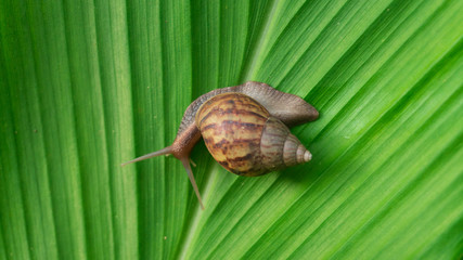 Achatina fulica, land snails belonging to the Achatinidae tribe. Originally from East Africa and spread to almost all corners of the world
