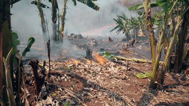 Global warming crisis. Slash and burn agriculture. Climate change, deforestation. Footage 4k