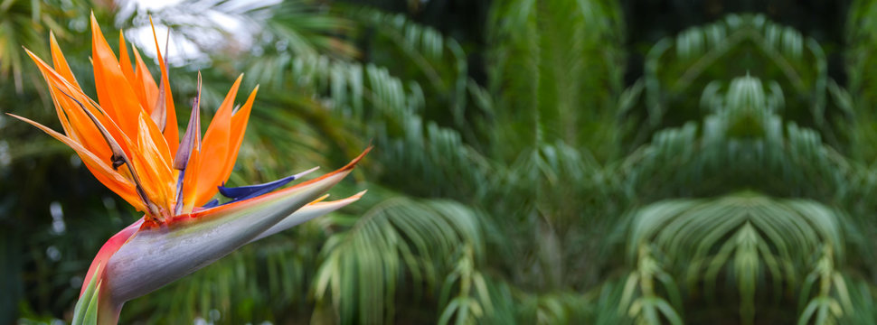 Exotic tropical flower Strelizia Reginae also named Bird of Paradise. Beautiful large background for banner with copy space.