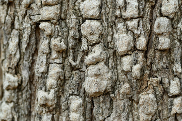 tree bark texture