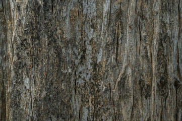 bark of tree