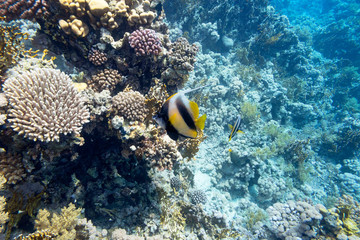 Fototapeta na wymiar Colorful coral reef at the bottom of tropical sea, hard corals and bannerfish, underwater landscape