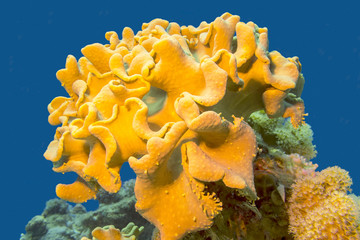 Coral reaf with great yellow mushroom leather coral at the bottom of tropical sea, underwater landcape