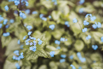 Forget-me-not (Myosotis) in spring, green, violett, purple, blue