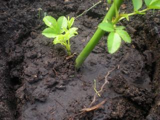 Rooted rose stalk. Gardening at home. Breeding roses cuttings.