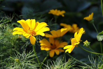 Obraz premium yellow flowers in the garden