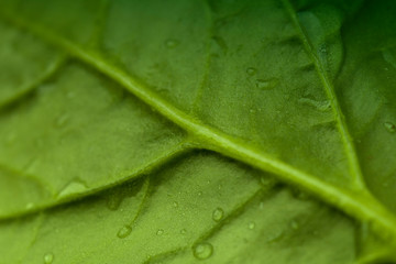  macro photo spinach ,natural texture background . Toned