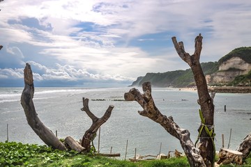 dead tree on the beach