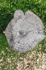 Stump tree on the grass