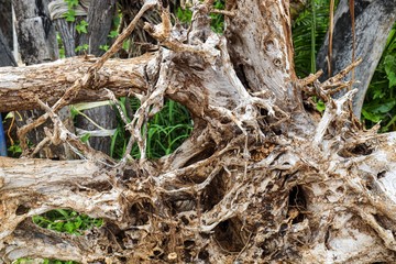 roots of a tree