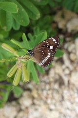 butterfly on a flower