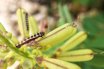 yellow caterpillar on a leaf