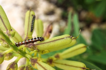 close up of a caterpillar