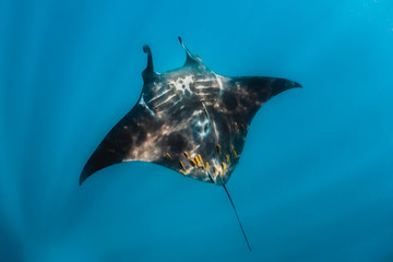Manta Ray Swimming Peacefully in the Wild in Crystal Clear Blue Water