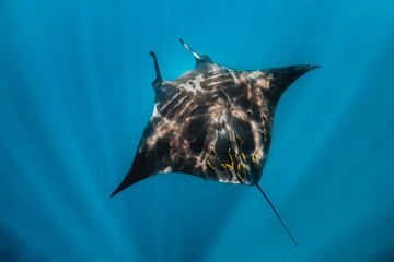 Manta Ray Swimming Peacefully in the Wild in Crystal Clear Blue Water