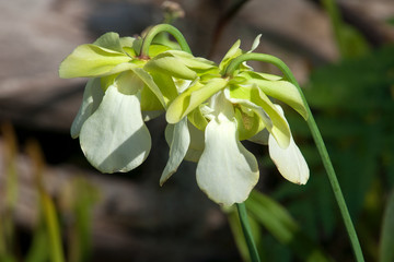 Fototapeta premium Sydney Australia, white flowers of a sarracenia alata carnivorous plant native to North America