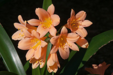 Obraz premium Sydney Australia, flower head of a pink clivia miniata plant native to South Africa and Swaziland