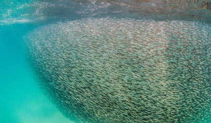 Schooling Tiny Bait Fish in Clear Tropical Water