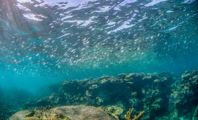 Schooling Fish Swimming Above Coral Reef in Clear Blue Water