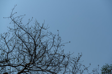 tree branches against blue sky