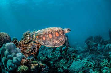 Fototapeta na wymiar Beautiful Sea Turtle Swimming Among Colorful Coral Reef
