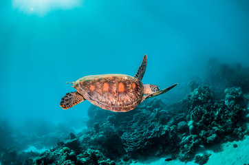 Fototapeta na wymiar Beautiful Sea Turtle Swimming Among Colorful Coral Reef