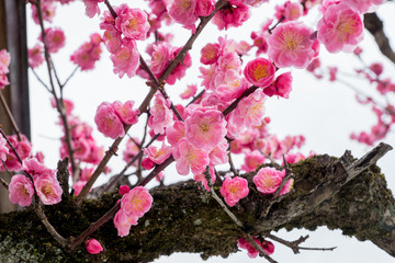 plum blossom in february japan