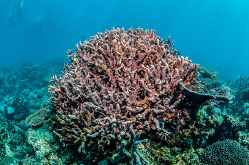 Fototapeta na wymiar Underwater Shot of Colorful Coral Reef in Clear Blue Ocean