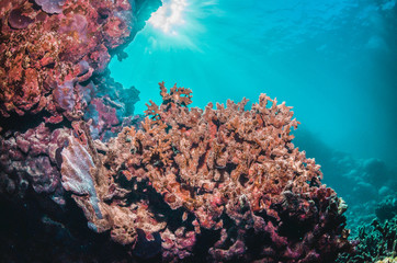 Naklejka na ściany i meble Underwater Shot of Colorful Coral Reef in Clear Blue Ocean