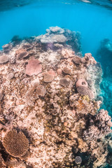 Underwater Shot of Colorful Coral Reef in Clear Blue Ocean