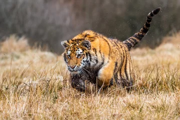 Zelfklevend Fotobehang Een Siberische tijger (Panthera tigris) een prachtig portret van een grote tijger in een typische setting voor dit geweldige dier door een Russische taiga. © vaclav